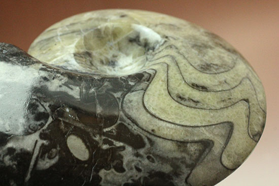 ブラック×ホワイトのグラデーションカラーが美しいアンモナイト、モロッコ産ゴニアタイト化石(Goniatite)（その1）