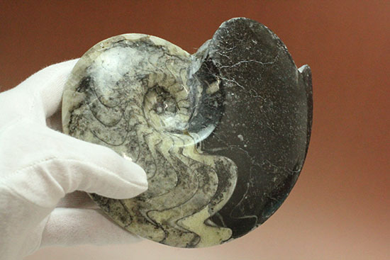 ブラック×ホワイトのグラデーションカラーが美しいアンモナイト、モロッコ産ゴニアタイト化石(Goniatite)（その14）