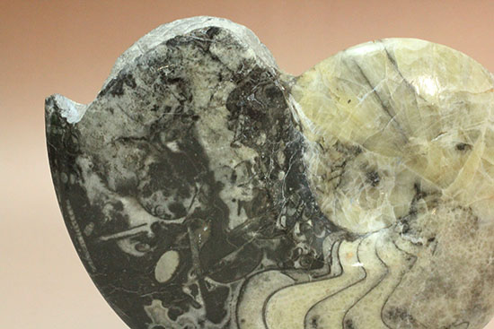 ブラック×ホワイトのグラデーションカラーが美しいアンモナイト、モロッコ産ゴニアタイト化石(Goniatite)（その5）