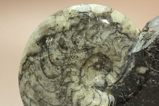 ブラック×ホワイトのグラデーションカラーが美しいアンモナイト、モロッコ産ゴニアタイト化石(Goniatite)（その8）