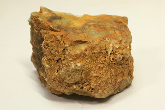 断面が見える、ジュラ紀の恐竜ウンチ化石(Coprolite)（その5）
