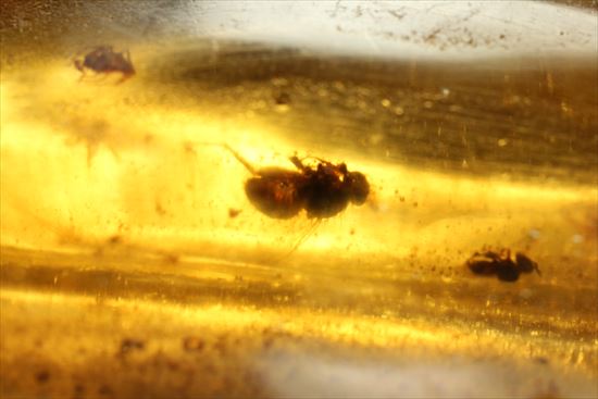 マンモスサイズ(24cmで200gオーバー)虫入り巨大コーパル標本(Copal)(その13)