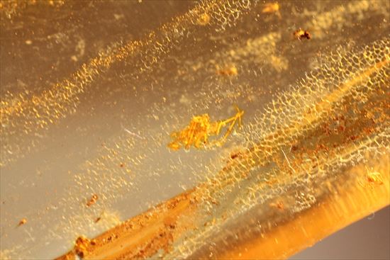マンモスサイズ(24cmで200gオーバー)虫入り巨大コーパル標本(Copal)(その14)