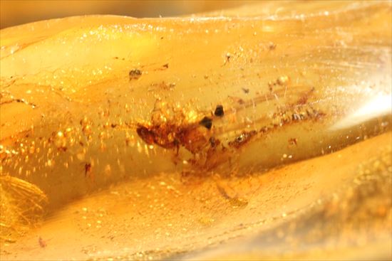 マンモスサイズ(24cmで200gオーバー)虫入り巨大コーパル標本(Copal)(その15)
