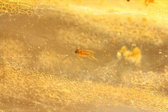 マンモスサイズ(24cmで200gオーバー)虫入り巨大コーパル標本(Copal)(その16)