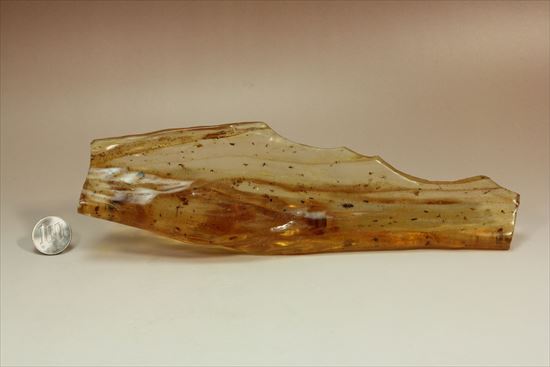 マンモスサイズ(24cmで200gオーバー)虫入り巨大コーパル標本(Copal)(その19)