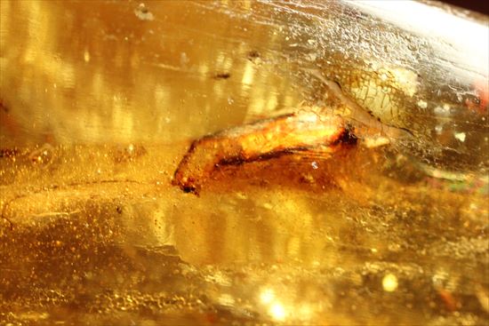 マンモスサイズ(24cmで200gオーバー)虫入り巨大コーパル標本(Copal)(その7)