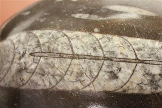 大きく立派なオルソセラスが見られるプレート化石（その3）