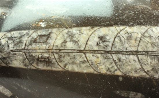 大きく立派なオルソセラスが見られるプレート化石（その6）