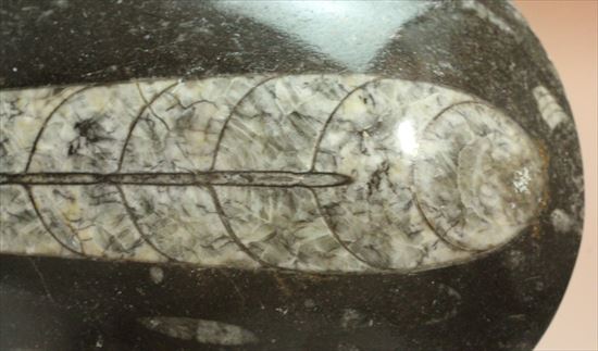 大きく立派なオルソセラスが見られるプレート化石（その7）