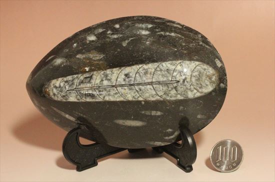 大きく立派なオルソセラスが見られるプレート化石（その8）