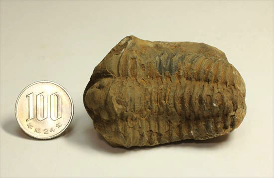 頭部の保存状態がよい、三葉虫代表種カリメネ(その10)