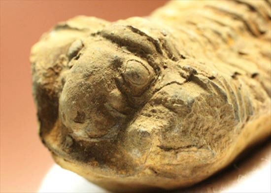 頭部の保存状態がよい、三葉虫代表種カリメネ(その7)