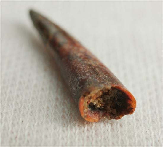 8000万年前の翼竜アンハングエラ の鋭い歯化石(Anhanguera)(その1)