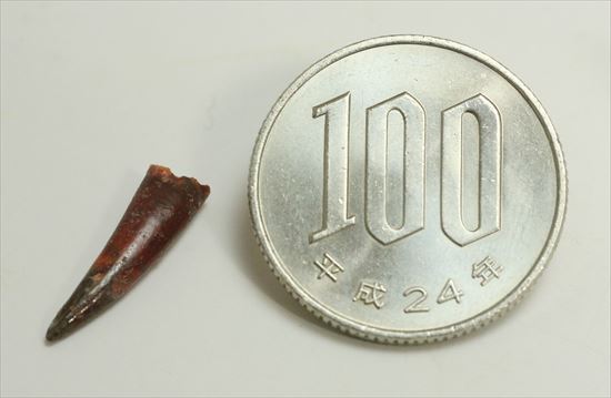 8000万年前の翼竜アンハングエラ の鋭い歯化石(Anhanguera)(その10)