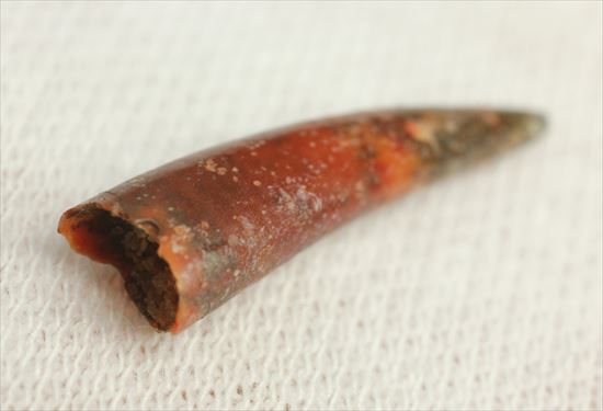 8000万年前の翼竜アンハングエラ の鋭い歯化石(Anhanguera)(その3)