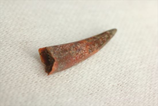 8000万年前の翼竜アンハングエラ の鋭い歯化石(Anhanguera)(その4)