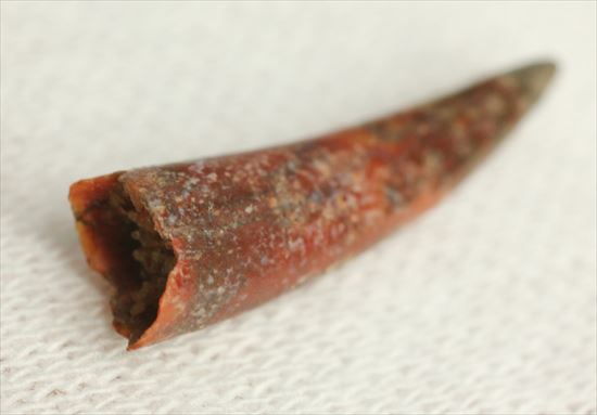 8000万年前の翼竜アンハングエラ の鋭い歯化石(Anhanguera)(その5)
