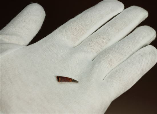 8000万年前の翼竜アンハングエラ の鋭い歯化石(Anhanguera)(その7)