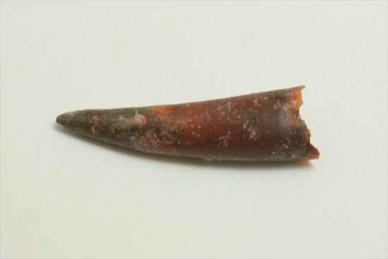 8000万年前の翼竜アンハングエラ の鋭い歯化石(Anhanguera)（その9）