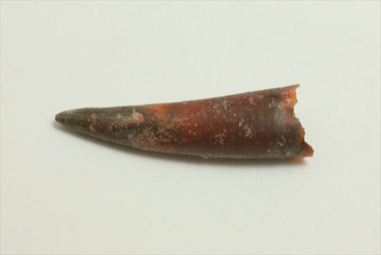 8000万年前の翼竜アンハングエラ の鋭い歯化石(Anhanguera)(その9)