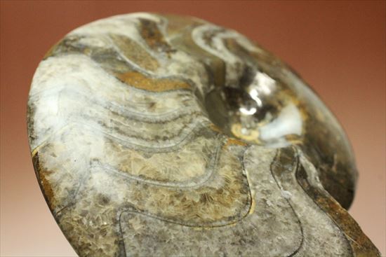 欠けるところのないフォルム、珍しいシックなブラウンカラーに包まれたゴニアタイトアンモナイト(goniatite)(その11)