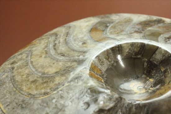 欠けるところのないフォルム、珍しいシックなブラウンカラーに包まれたゴニアタイトアンモナイト(goniatite)(その4)