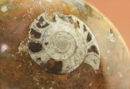 たくさんのアンモナイトで賑わっています!母岩に注目、インテリアアンモナイト(goniatite)(その1)