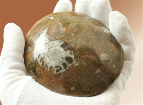たくさんのアンモナイトで賑わっています!母岩に注目、インテリアアンモナイト(goniatite)(その5)