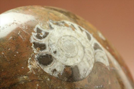 たくさんのアンモナイトで賑わっています!母岩に注目、インテリアアンモナイト(goniatite)(その7)
