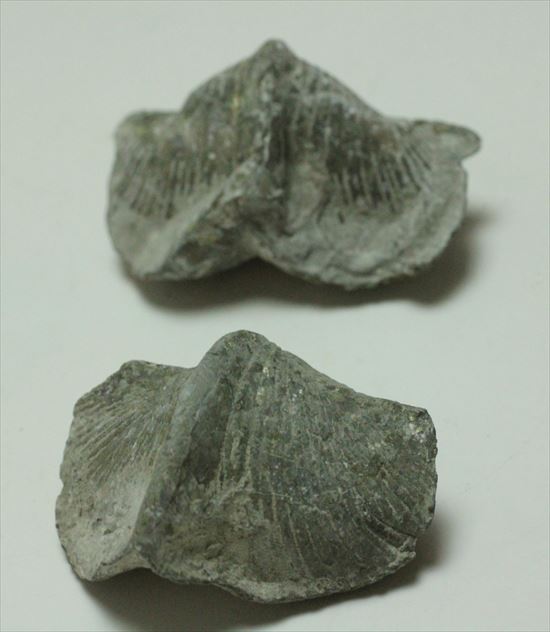 珍しい腕足類プラティストロフィア二個セット(Platystrophia)(その1)