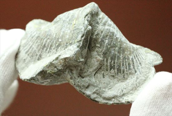 珍しい腕足類プラティストロフィア二個セット(Platystrophia)(その4)
