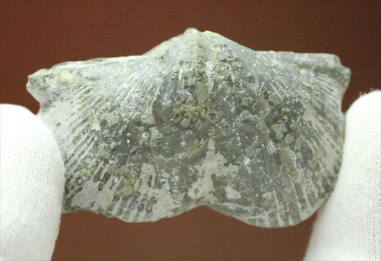 珍しい腕足類プラティストロフィア二個セット(Platystrophia)(その5)