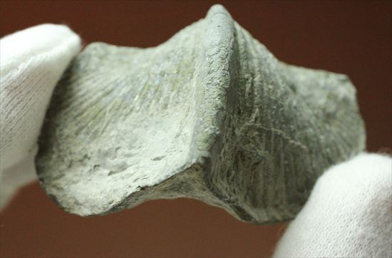 珍しい腕足類プラティストロフィア二個セット(Platystrophia)(その6)