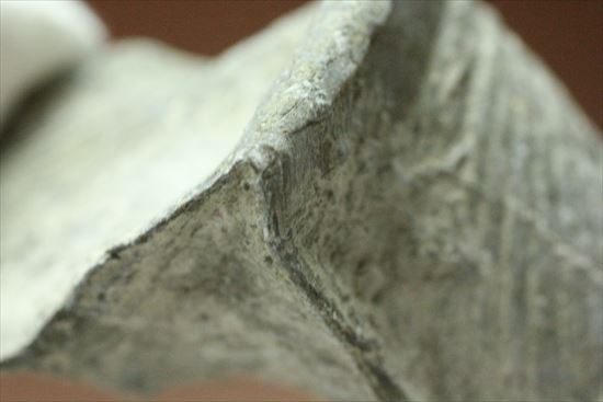 珍しい腕足類プラティストロフィア二個セット(Platystrophia)(その8)