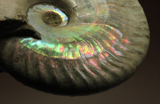 肋が美しいイリデッセンス(iridescence)を有するマダガスカル産ホワイトアンモナイト(その1)