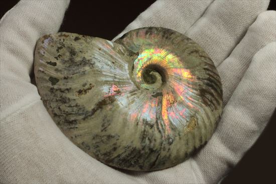 肋が美しいイリデッセンス(iridescence)を有するマダガスカル産ホワイトアンモナイト(その11)