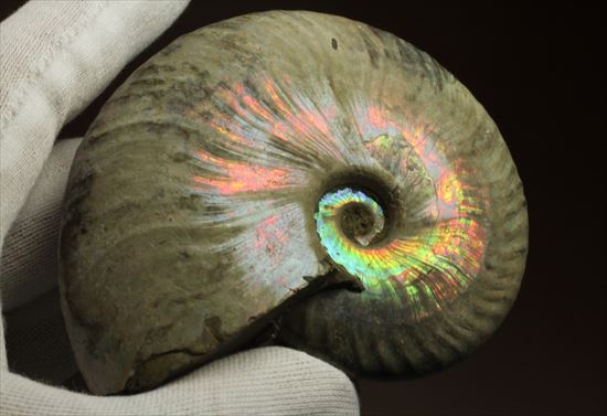 肋が美しいイリデッセンス（iridescence）を有するマダガスカル産ホワイトアンモナイト/中生代白亜紀（1億3500万 -- 6500万年前）【an455】