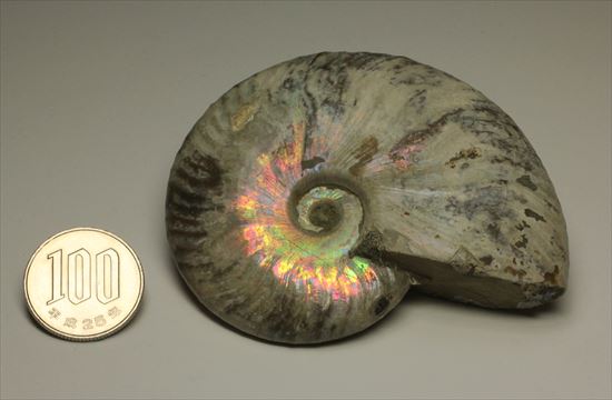 肋が美しいイリデッセンス(iridescence)を有するマダガスカル産ホワイトアンモナイト(その15)