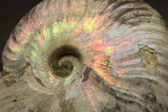 肋が美しいイリデッセンス(iridescence)を有するマダガスカル産ホワイトアンモナイト(その5)