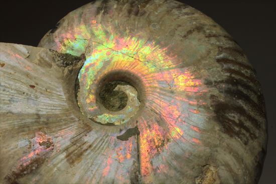 肋が美しいイリデッセンス(iridescence)を有するマダガスカル産ホワイトアンモナイト(その6)