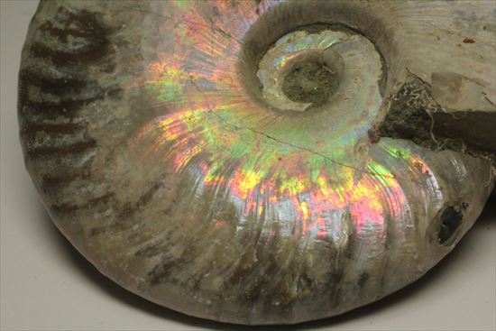 肋が美しいイリデッセンス(iridescence)を有するマダガスカル産ホワイトアンモナイト(その7)