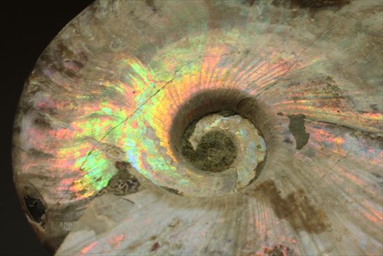 肋が美しいイリデッセンス(iridescence)を有するマダガスカル産ホワイトアンモナイト(その8)