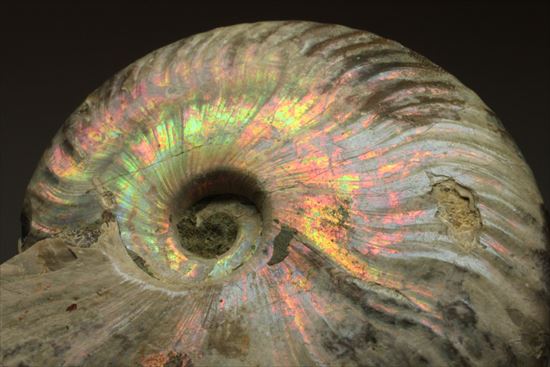 肋が美しいイリデッセンス(iridescence)を有するマダガスカル産ホワイトアンモナイト(その9)