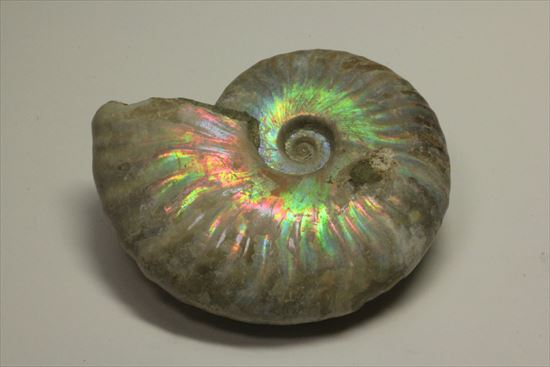 赤というよりピンク!幻想的なパステルカラーを楽しめるマダガスカル産ホワイトアンモナイト(その11)
