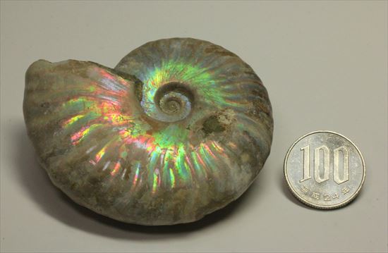 赤というよりピンク!幻想的なパステルカラーを楽しめるマダガスカル産ホワイトアンモナイト(その13)