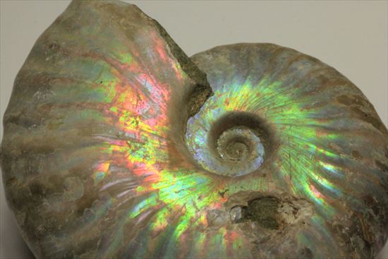 赤というよりピンク!幻想的なパステルカラーを楽しめるマダガスカル産ホワイトアンモナイト(その2)