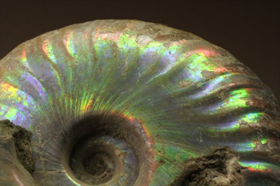 赤というよりピンク!幻想的なパステルカラーを楽しめるマダガスカル産ホワイトアンモナイト(その5)
