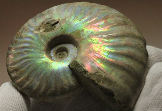 赤というよりピンク!幻想的なパステルカラーを楽しめるマダガスカル産ホワイトアンモナイト(その9)
