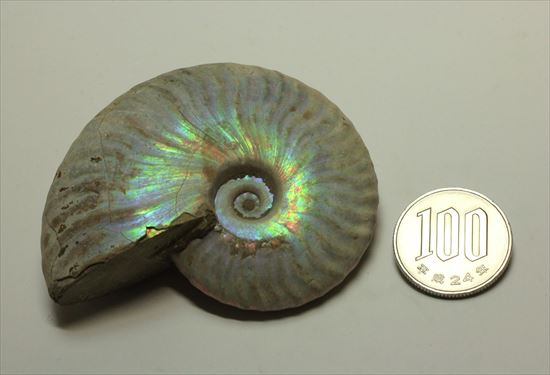 逸品!レインボーカラーを有するマダガスカル産ホワイトアンモナイト(その16)